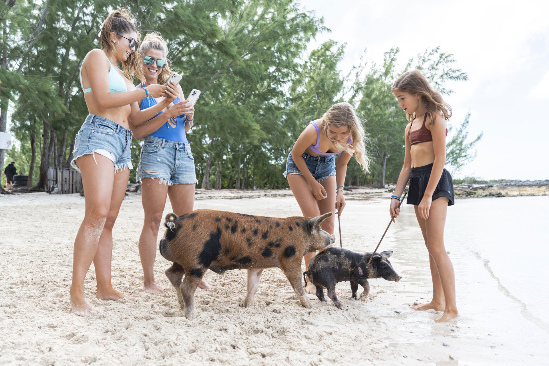 Guests playing with famous swimming pigs on Exumas beach