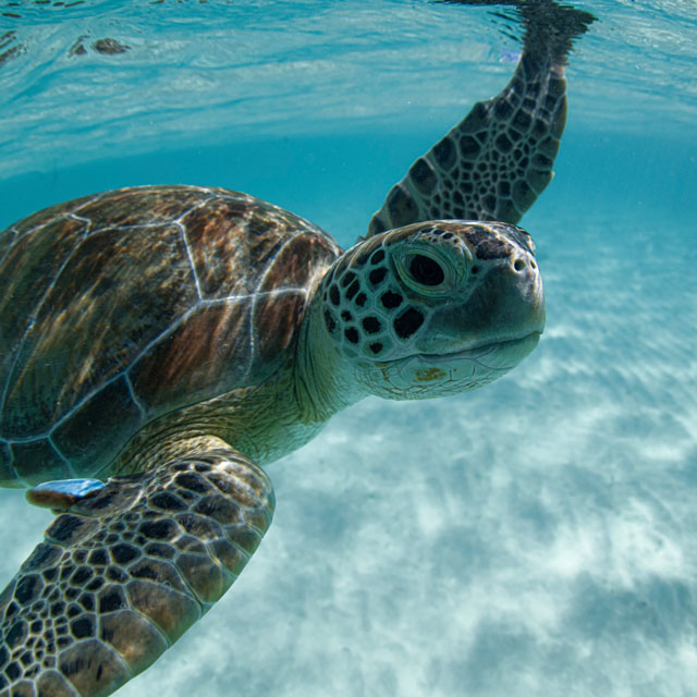 Sea turtle close-up in crystal water